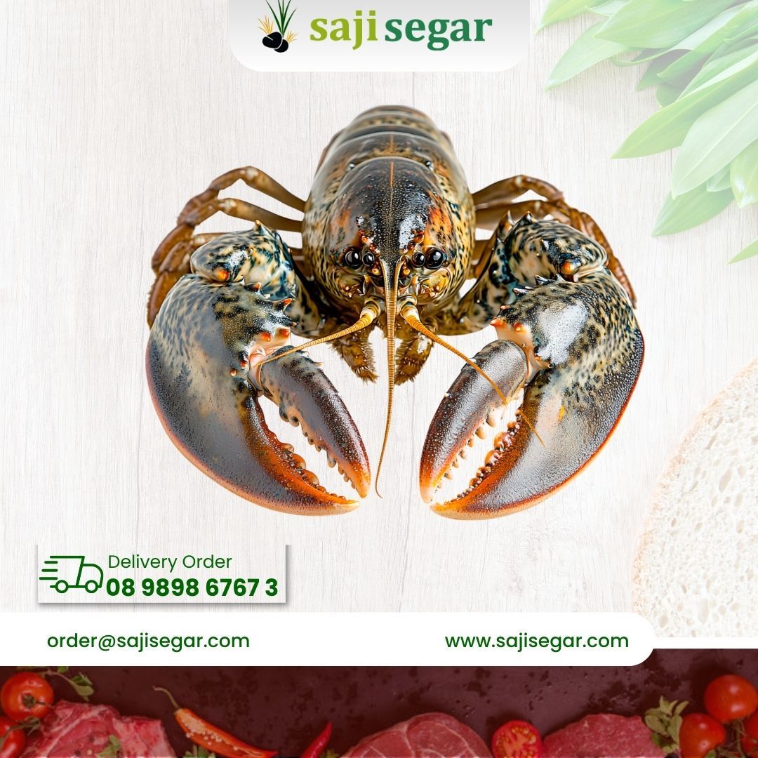  Lobster Pakistan Fresh - Lobster Laut Segar 1kg isi 4-5 Ekor